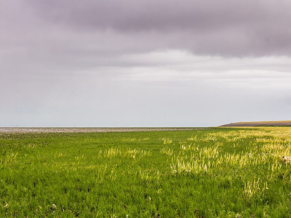 Kwelder bij de Westhoeke aan de Waddenzee, met het wad achter de kweldergrassen