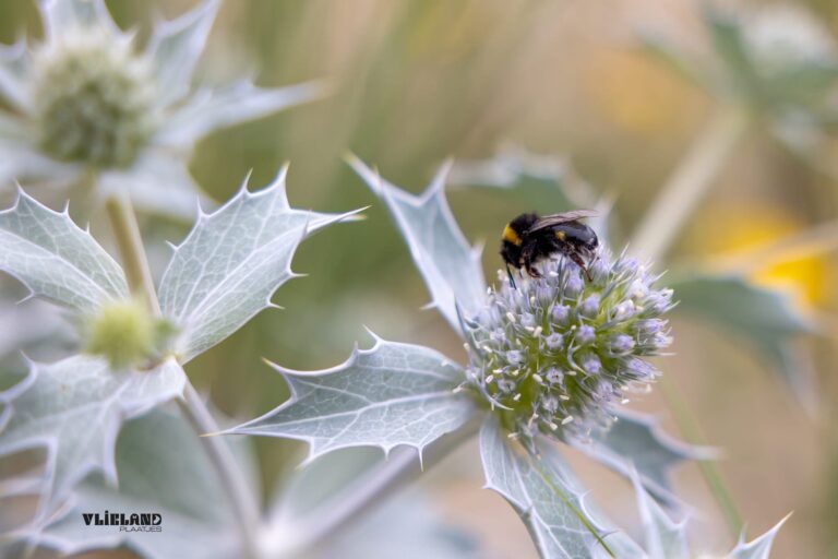Bosexcursie — Natuur in de Wadden
