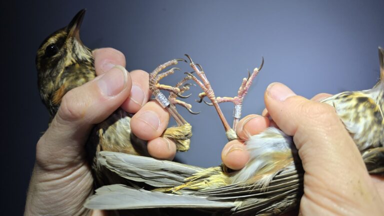 Vogels ringen op de Vinkebaan — Natuur in de Wadden